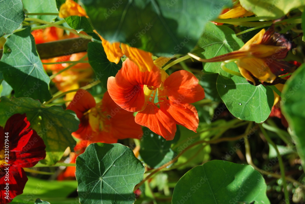 Kapuzinerkresse (Tropaeolum) Kapuzinerkresse (Tropaeolum)