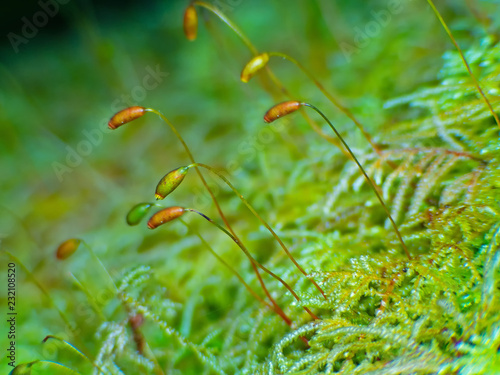 Macro of moss in forest (Bryophyta) lightened up by early morning sun rays photo