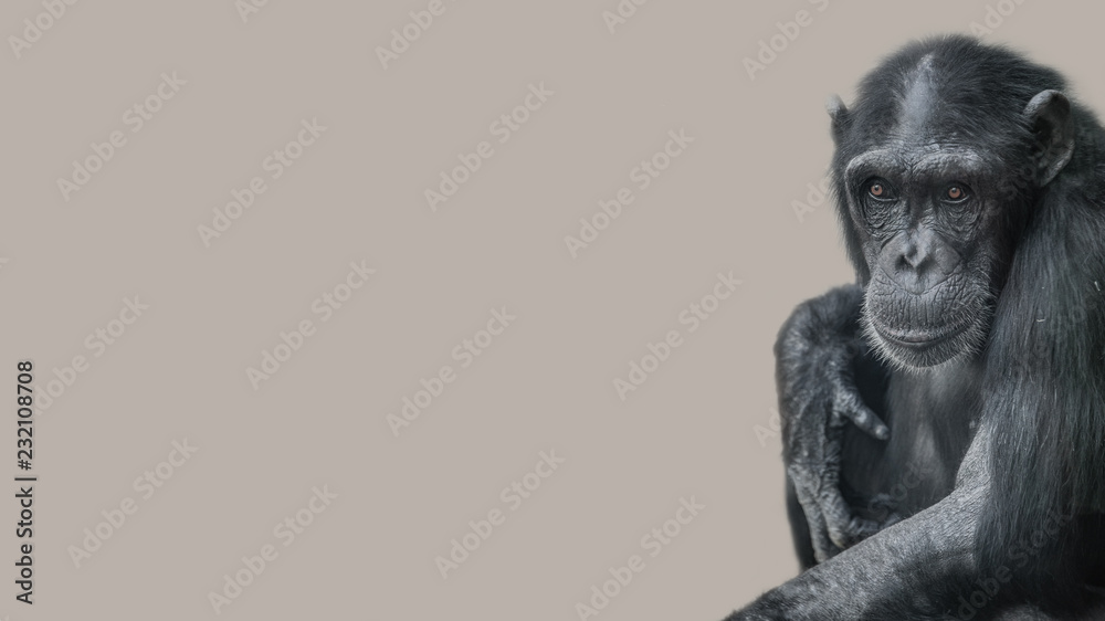 Fototapeta premium Portrait of curious wondered Chimpanzee at smooth uniform background, extreme closeup, details, paste space