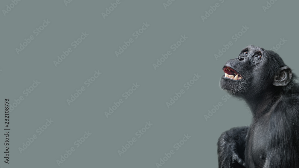 Portrait of fearful, terrified Chimpanzee at smooth uniform background and paste space - obrazy, fototapety, plakaty 