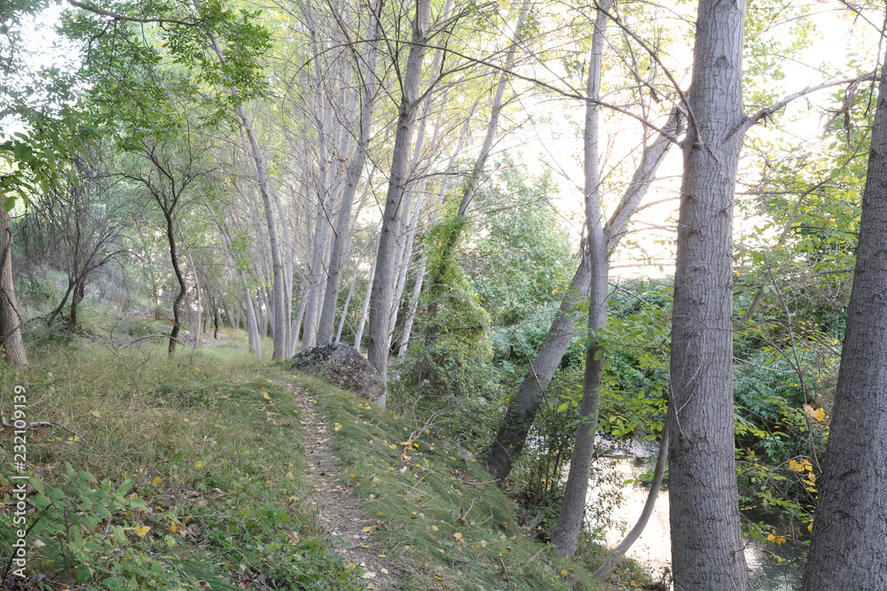 Obraz premium The Mesa river next to a path in the Los Prados forest next to the rural small town of Jaraba, in Aragon region, Spain