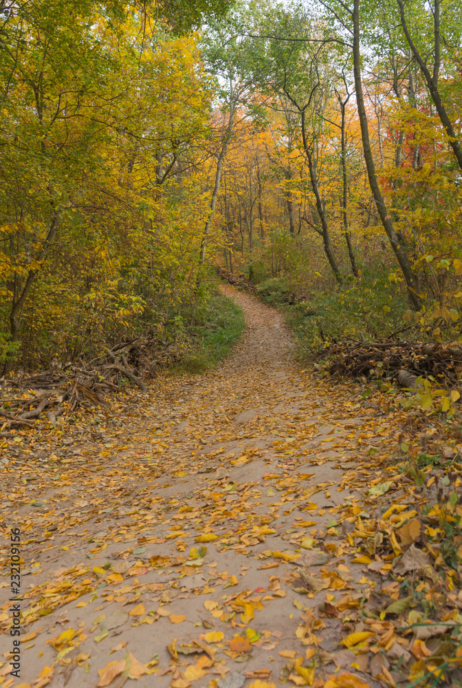 Bicycle winding road, path in the autumn forest Bicycle winding road, path in the autumn forest
