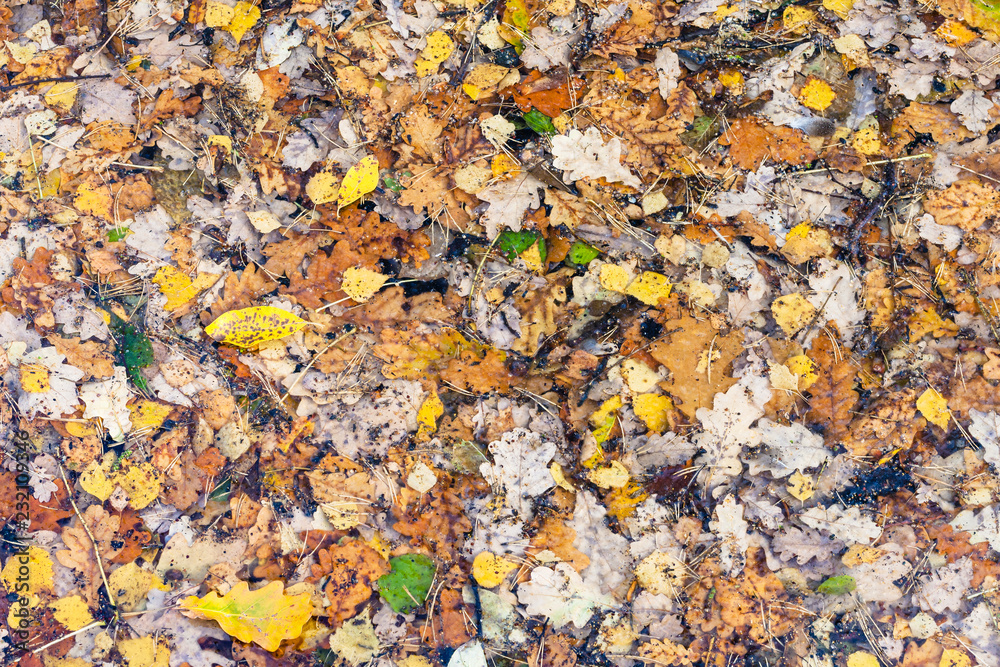 many fallen leaves in frozen water of river