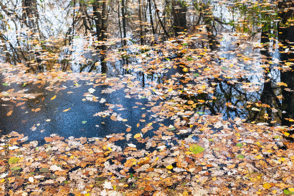 water of forest river with ice and fallen leaves water of forest river with ice and fallen leaves