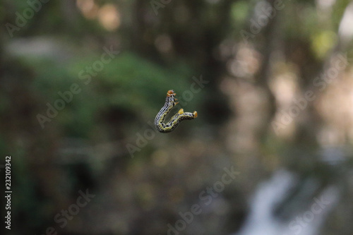 An infesting haunting caterpillar with orange head and green and black stripes slithering uphill on its web in Calmarza, Aragon region, Spain photo