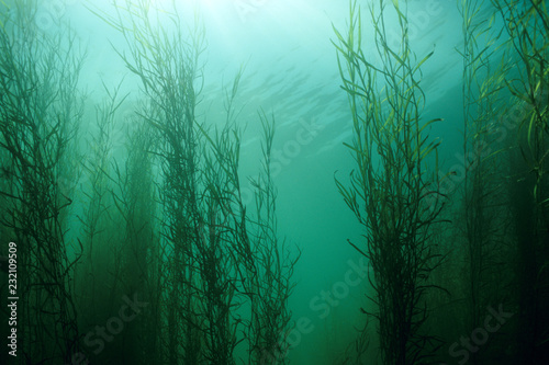 Water Star-grass underwater in the St. Lawrence river