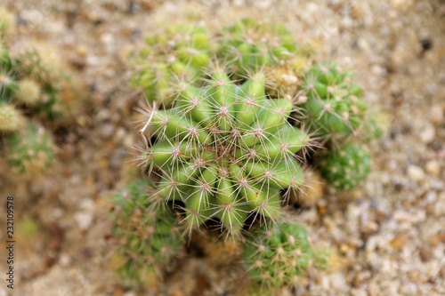 closeup of cactus