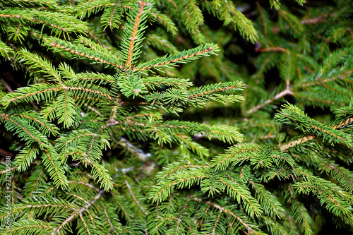 always green spruce and coniferous trees