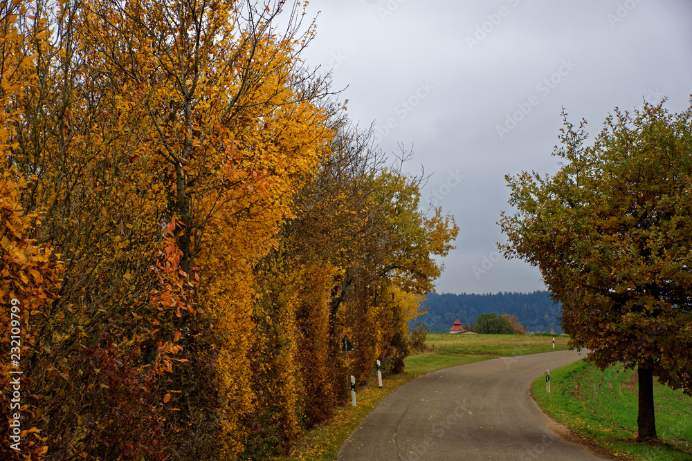 autumn desert road