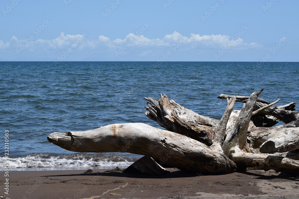 Fototapeta premium Drift wood cast by ocean waves to sea shore