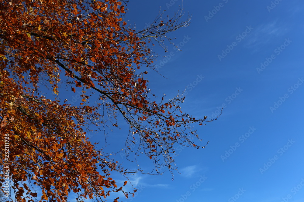 autumn colours leaves on tree blue sky autumn colours leaves on tree blue sky