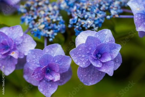 Wallpaper Mural 紫陽花 アップ Torontodigital.ca