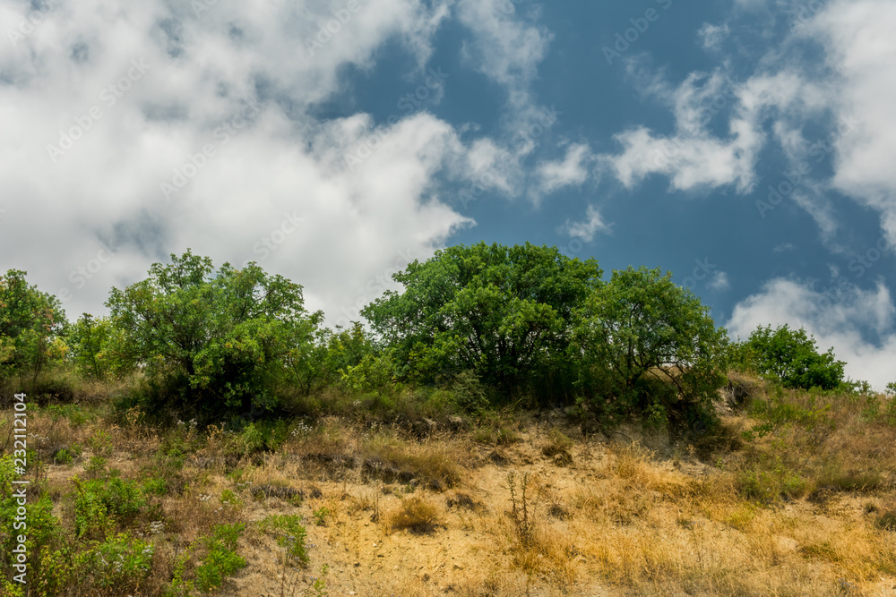 Trees and bushes on a hill against cloudy sky. Trees and bushes on a hill against cloudy sky.