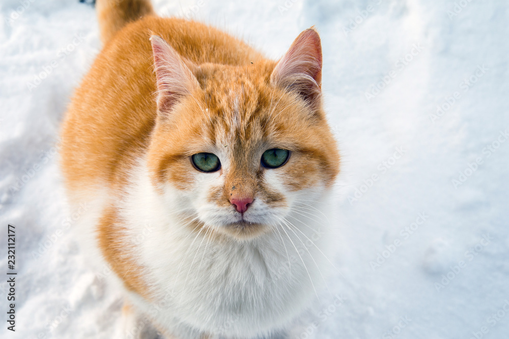 Beautiful white and red cat in the snow.