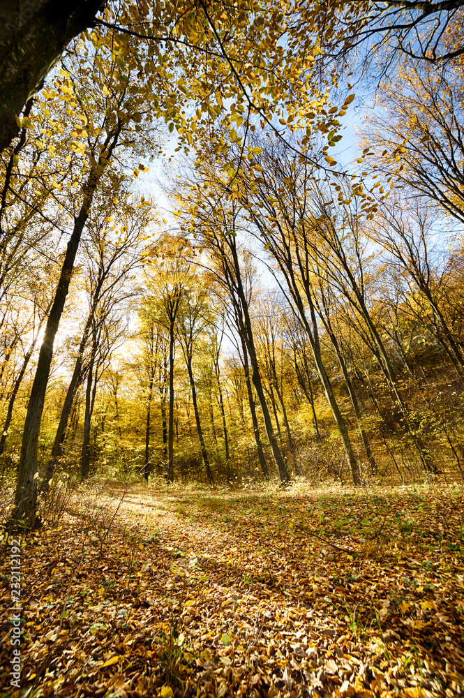 Obraz premium Wald im Herbst mit feldweg und sonnenschein