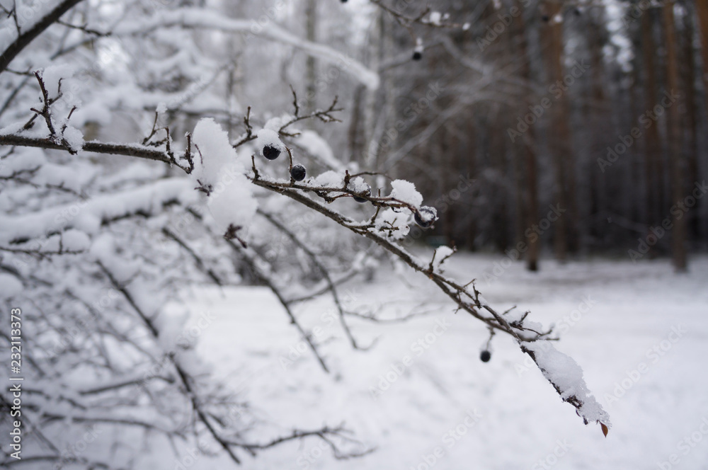 Branch with berries in snow