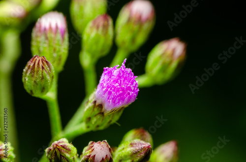 purple small flower