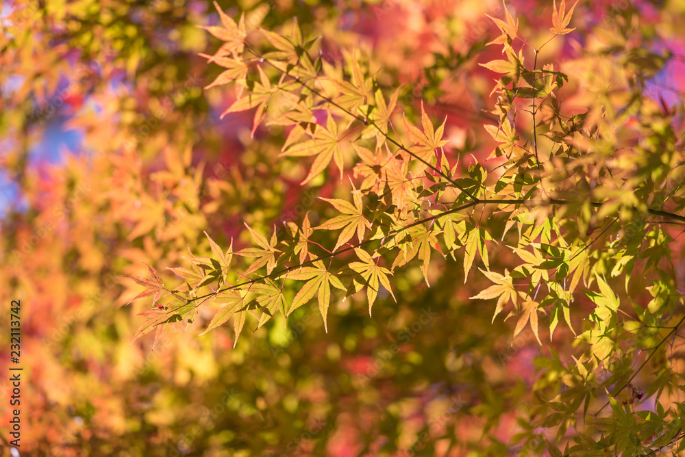 Fototapeta premium 紅葉（オレンジ、もみじ）