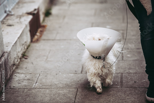 Fotografie Chien en laisse portant une collerette