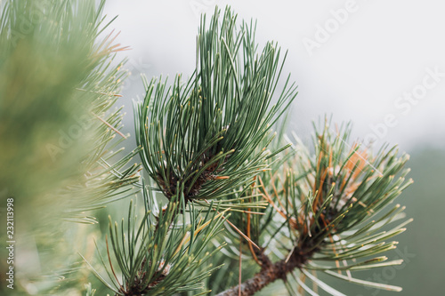 Branches of a coniferous tree close up