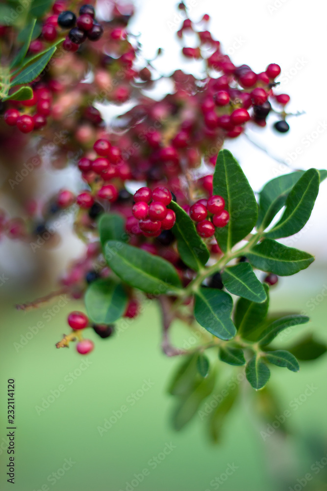 Obraz premium bacche di mirto