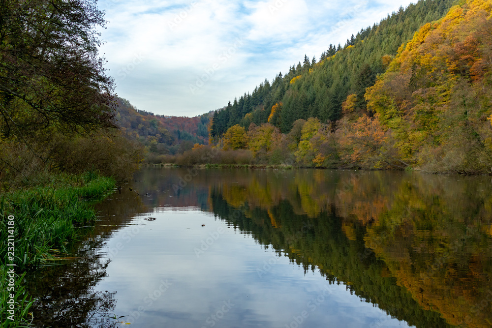 Obraz premium lake in the forest