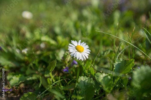 Gänseblümchen auf der Wiese