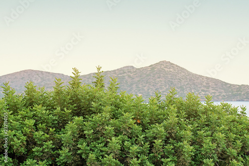 Green bushes and mountain landscape background in the morning