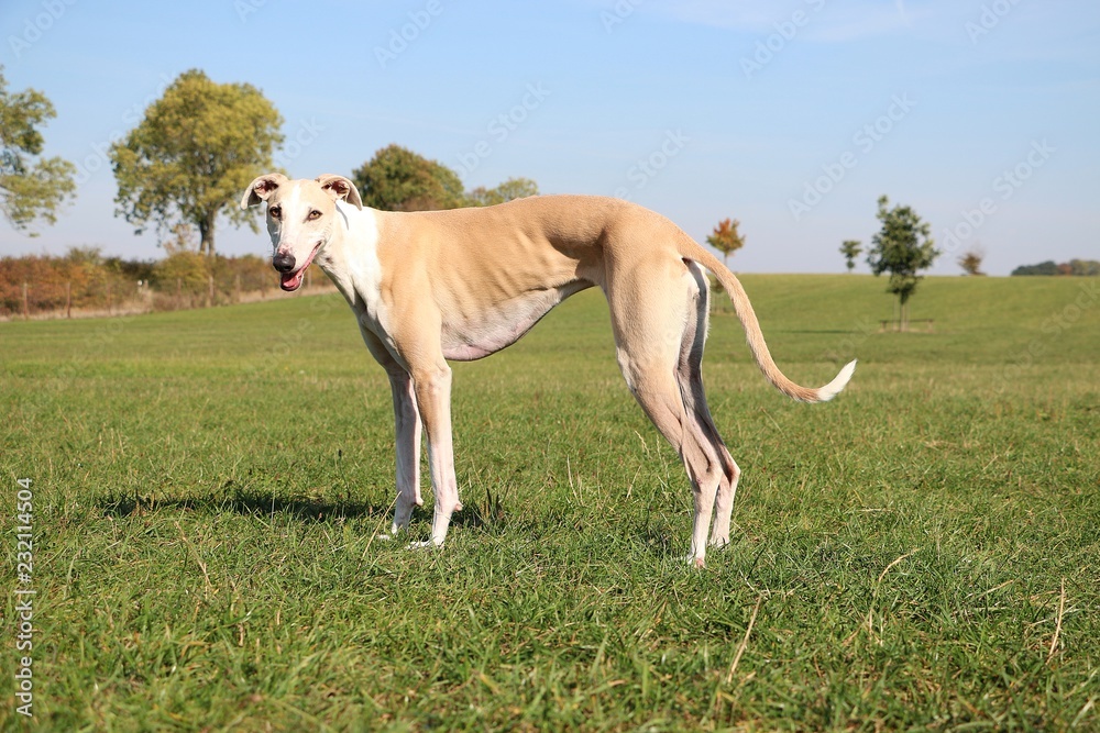 beautiful brown galgo is standing on a field in the sunshine