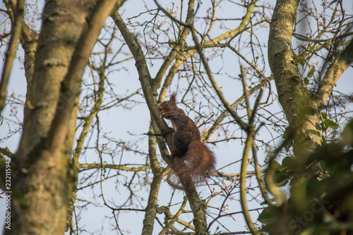 Eichhörnchen auf einem Baum