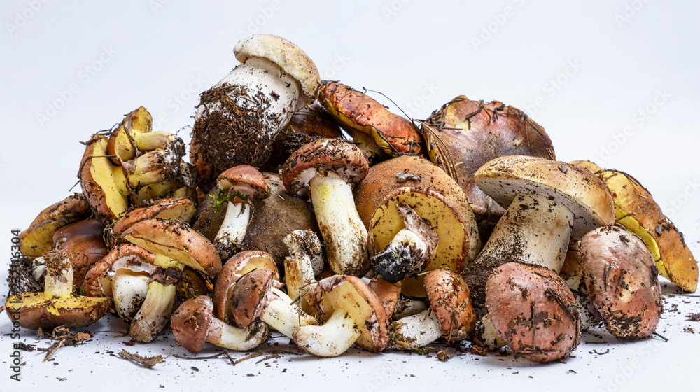 mushrooms Suillus luteus and Boletus edulis mushrooms Suillus luteus and Boletus edulis