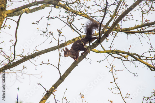 Eichhörnchen auf einem Baum