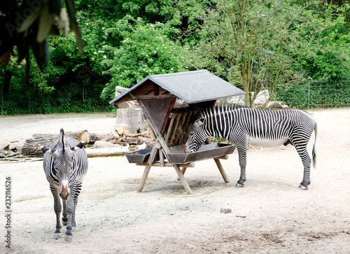 Canvas Print Zebras in a Zoo