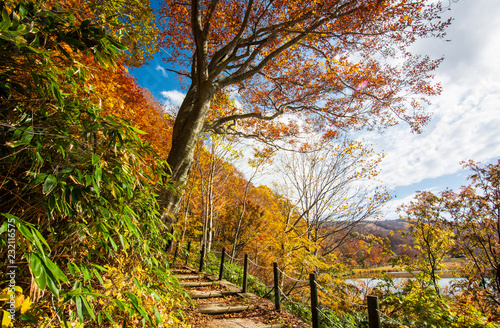 The path in the forest with the leaves change colors on good weather in the fall Beside a pond with a mountain in travel and nature concept.