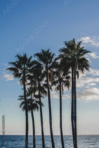 The group of palms against the blue cloudy sky 