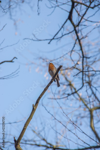 Rotkehlchen