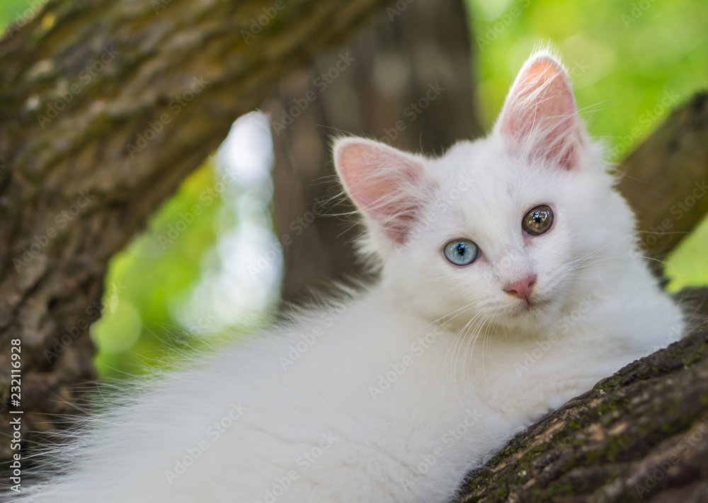 Cute white cat on a tree.