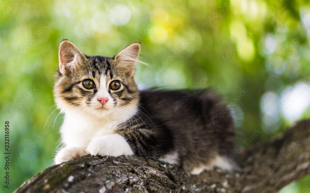 Cute cat is lying on the tree ,Little kitten on a branch