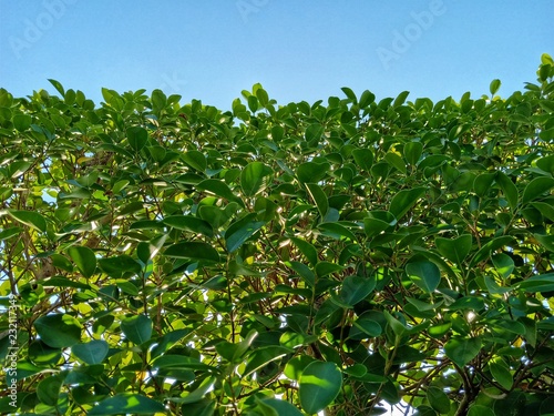 green leaves on blue sky