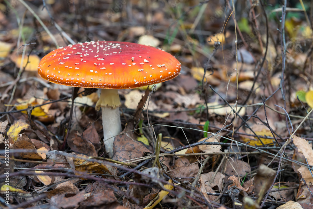 The red and white poisonous toadstool or mushroom called ly Agaric The red and white poisonous toadstool or mushroom called ly Agaric