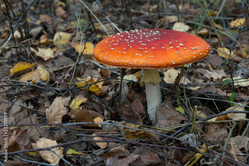 The red and white poisonous toadstool or mushroom called ly Agaric