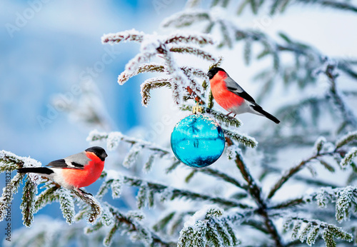 Christmas card natural landscape with two bird bullfinch on a festive spruce with shiny hoarfrost and a glass toy ball sitting in the winter the park