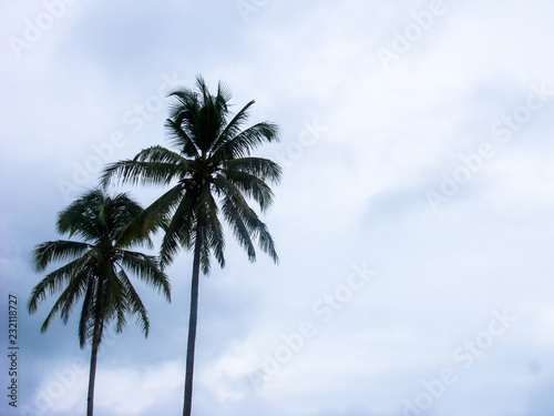 coconut trees against blue sky © kangpetch