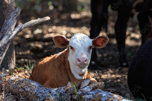 young calves on the ranch in Texas © Martin Belli
