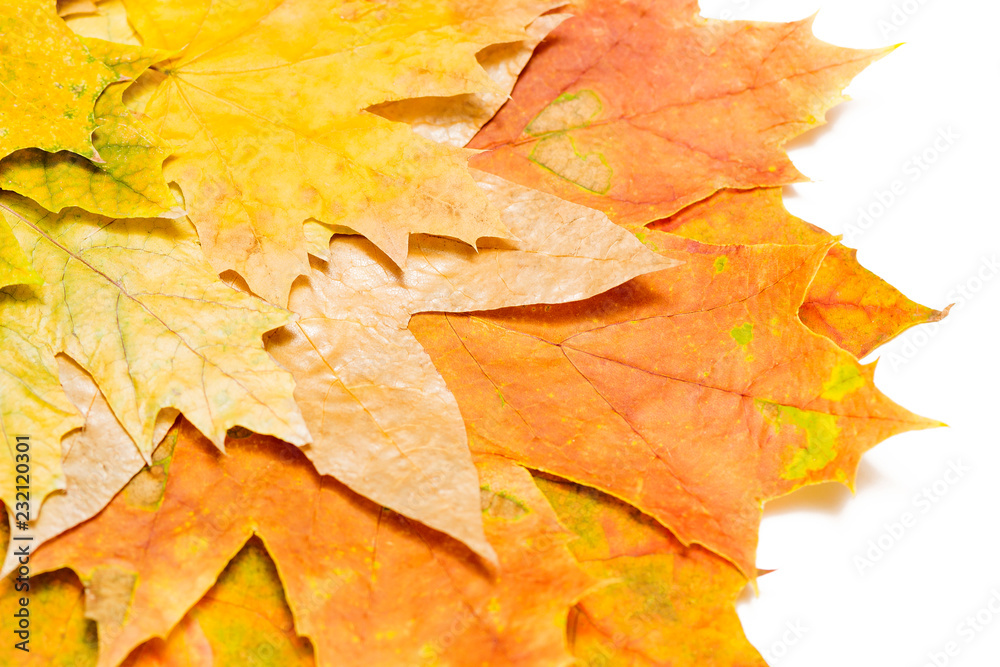 autumn maple leaves on a white background in the left corner close-up