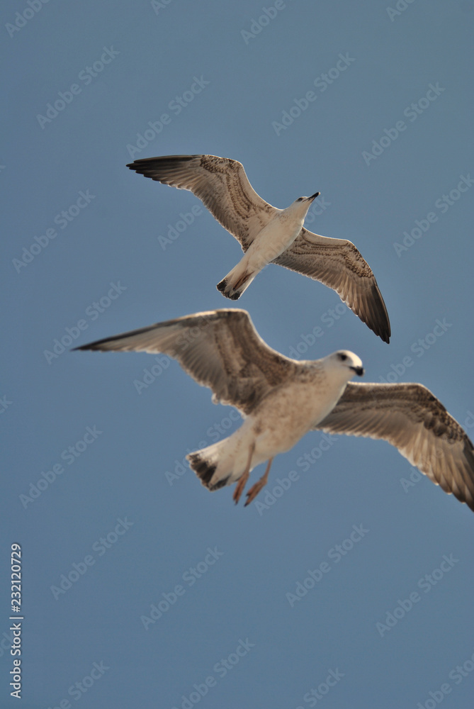 Obraz premium seagull