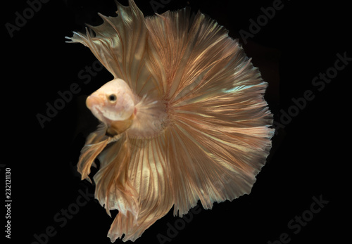 Capture of beautiful golden fighting fish , Betta movement on a black background