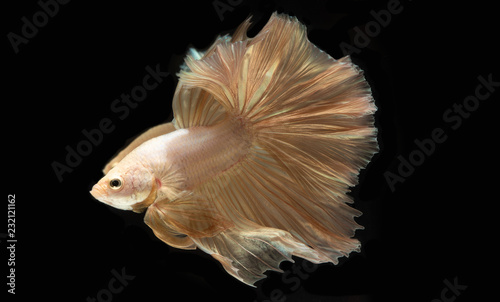 Capture of beautiful golden fighting fish , Betta movement on a black background © panya