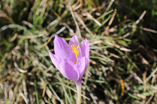 Purple and lilac Crocus flower with typical yellow pistil, during a sunny Autumns in the green high mountains of Panticosa, Aragon Pyrenees, Spain