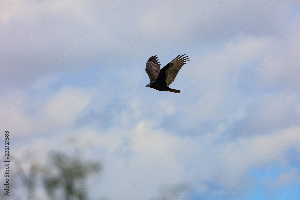 Fototapeta premium Turkey vulture soaring in the sky
